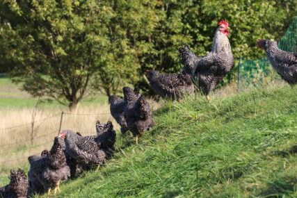 Viele Hühner stehen auf einem grünen Hügel.