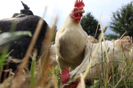 Weißes Huhn schaut in die Kamera.