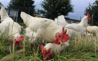 Weiße Hühner picken im Vordergrund auf einer Wiese, während sich im Hintergrund ein dunkler Himmel zusammenzieht.